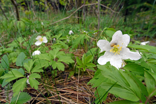 kleine Schnecke in der Bl&uuml;te eines Buschwindr&ouml;schen (Anemone nemorosa) / windflower