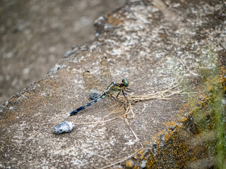 Orthetrum albistylum skimmer dragonfly on concrete divider 4