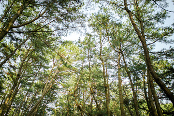 Obraz premium 松の林の中からの風景