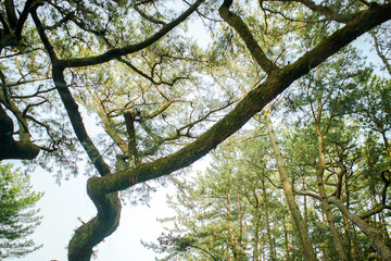 松の林の中からの風景