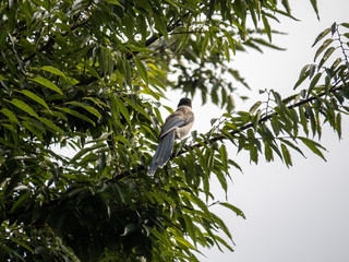 Azure winged magpie Cyanopica cyanus in a tree 2