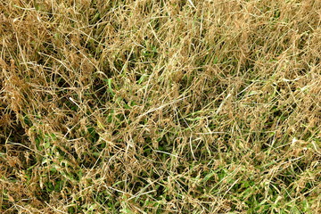 Dried Grass after Using Herbicide.