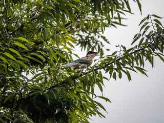 Azure winged magpie Cyanopica cyanus in a tree 3