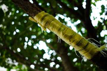 Plastic Rope Tie to Repair Broken Branch.