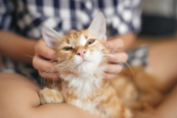 Cat lies on the legs of a young woman