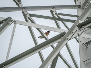 common kestrel on steel tower girder 1