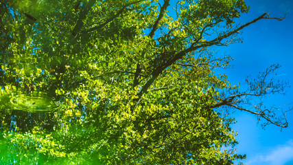 Green leaves of a trees reflecting in the blue water