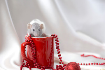 White rat sits on top of red cup on white satin background. Symbol of the year 2020. Year of the rat. Greeting card. Place for text