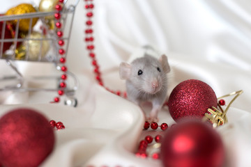 Year of the white rat according to the Chinese calendar. New Year 2020. A white rat sits next to red Christmas decorations on a white satin background
