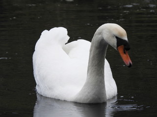 Cisne vulgar (Cygnus olor) en las marismas de Santoña