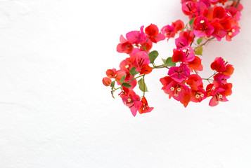 A branch of pink bougainvillea against a white wall. Blooming red flowers on the background of the white wall. Greeting card background. Place for text