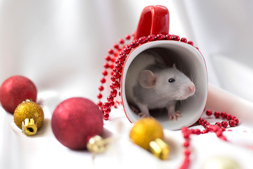A gray rat is sitting in a red cup. Rat in a cup among New Year's decorations. Symbol of the year 2020. Year of the rat