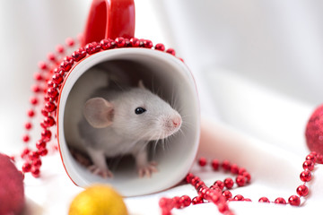A white rat is sitting in a red cup. Rat in a cup among New Year's decorations. Symbol of the year 2020. Year of the rat. Place for text