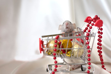 A white rat stands near a shopping cart with Christmas balls. Symbol of the year 2020. Year of the rat