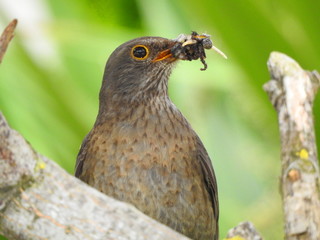 Mirlo hembra con insectos atrapados para comer