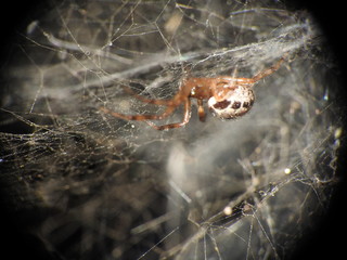 Araña en su telaraña
