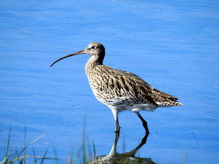 Zarapito real (Numenius arquata) en las marismas de Santoña