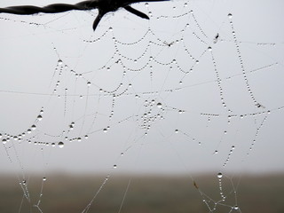 Telaraña bañada por el rocio al amanecer