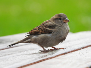 Gorri&oacute;n com&uacute;n hembra posada sobre un banco en un parque