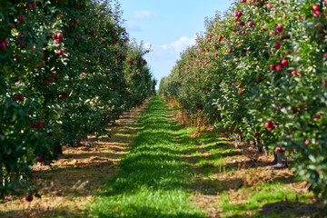 Fototapeta na wymiar picture of a Ripe Apples in Orchard ready for harvesting,Morning shot