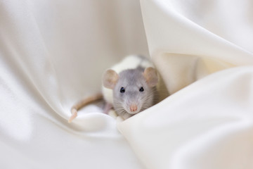 White rat on background of beige silk. 2020 New Year Concept. Place for text