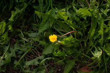 yellow flower in the garden