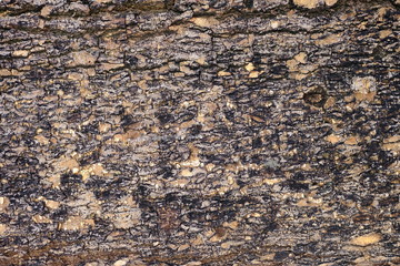 Close up Bark Texture Background.