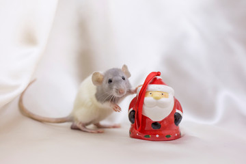 White rat on beige background holds his paw on ceramic Santa Claus. New Year concept