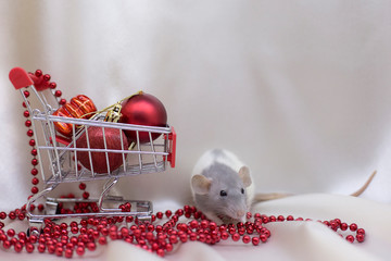 New Year 2020. White rat near shopping trolley with red Christmas balls on white background. Rat symbol of the year