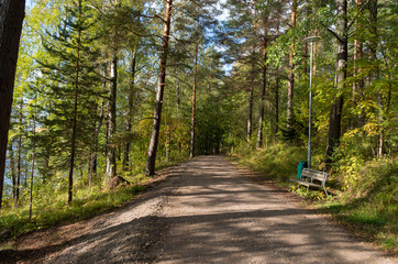 road in the forest