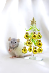 Gray-white rat near miniature model pine tree with golden balls on white background. 2020 New Year