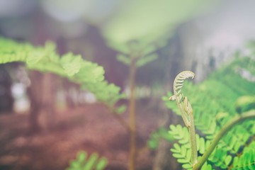 Close up Green Tree Top with Light Leak Background.