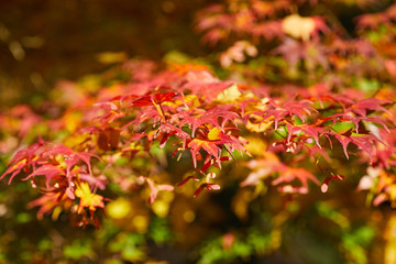 Autumn colorful bright leaves swinging on an oak tree in autumnal park. Fall background. Beautiful nature