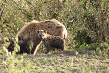 Group of spotted hyenas in the african savannah.