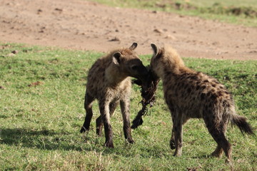 Spotted hyenas fighting over a wildebeest skin.