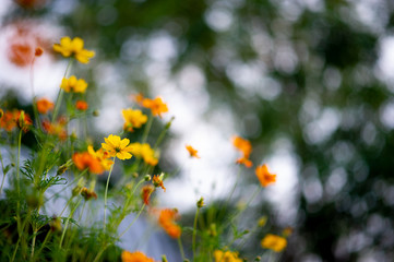 Yellow flowers in a beautiful flower garden, close-up with bokeh