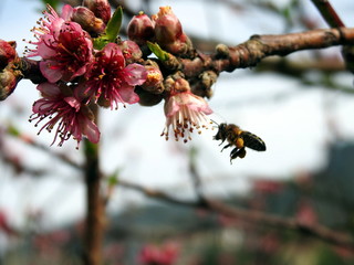 Abeja recolectando polen