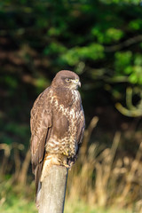 Buzzard on a wooden post looking at the side