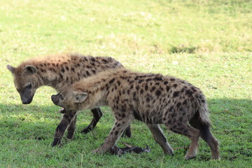 Naklejka na ściany i meble Spotted hyenas fighting over a wildebeest skin.