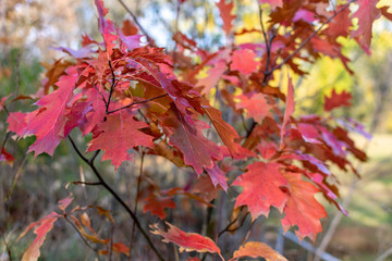 Red autumn oak leaves on a blurred natural background
