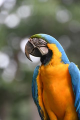 ルリコンゴウインコ