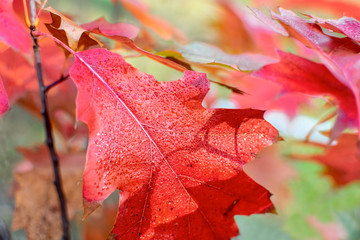 Naklejka na ściany i meble Red autumn oak leaves on a blurred natural background