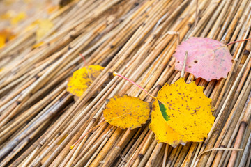 Fallen autumn leaves on reed straws