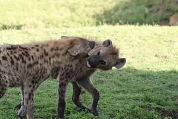 Spotted hyenas fighting over a wildebeest skin.