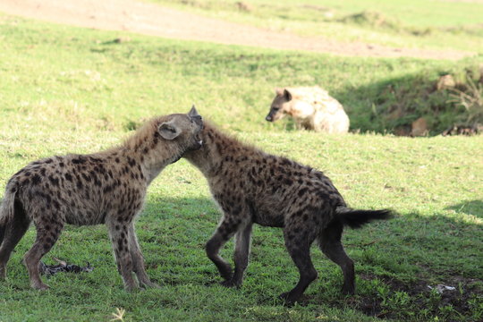 Spotted hyenas fighting over a wildebeest skin.