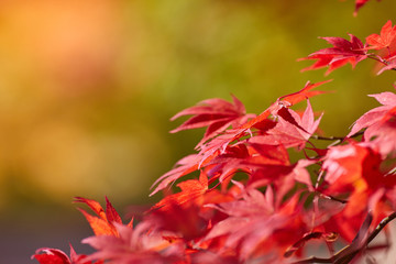 Autumn colorful bright leaves swinging on an oak tree in autumnal park. Fall background. Beautiful nature