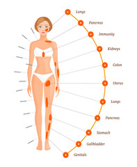 Acupuncture points on the human body. The projection of the internal organs. Vector illustration. Banner on the subject of alternative eastern medicine.