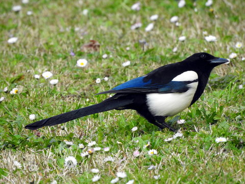 Urraca de perfil