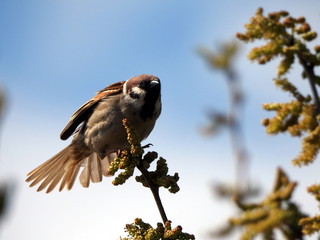 Gorrión molinero (Passer montanus)
