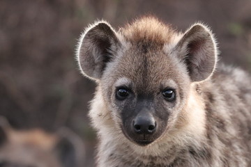 Obraz premium Spotted hyena cub face closeup.